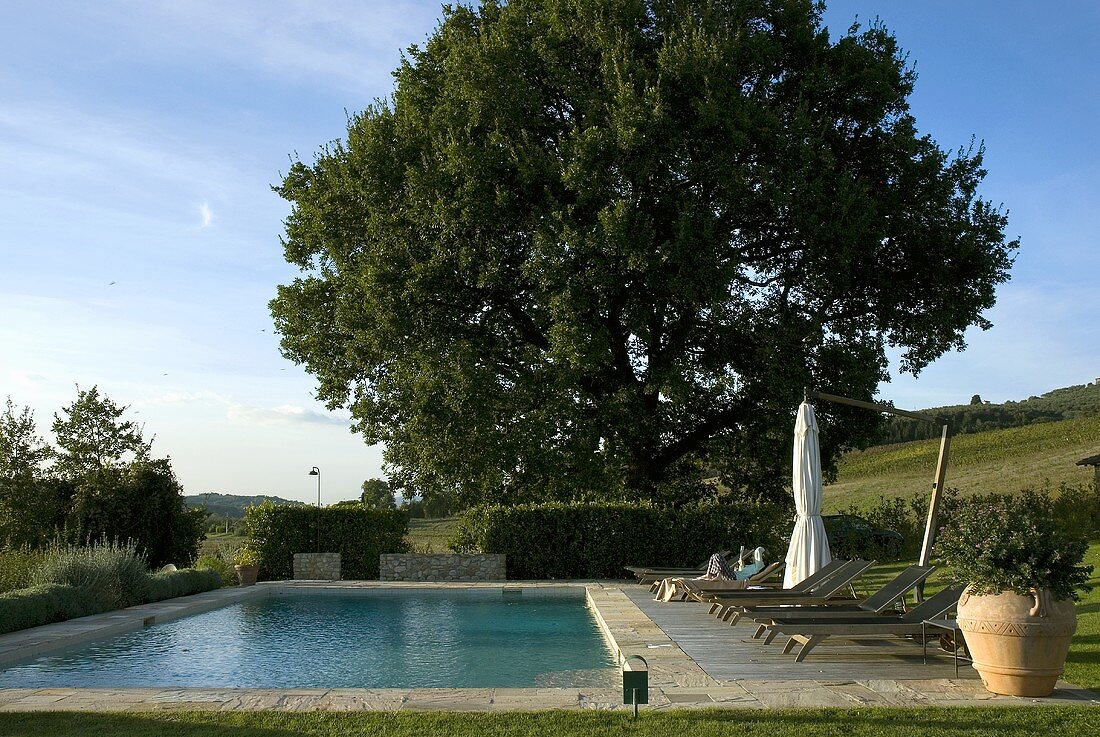 Deckchair at poolside and tall tree in a garden