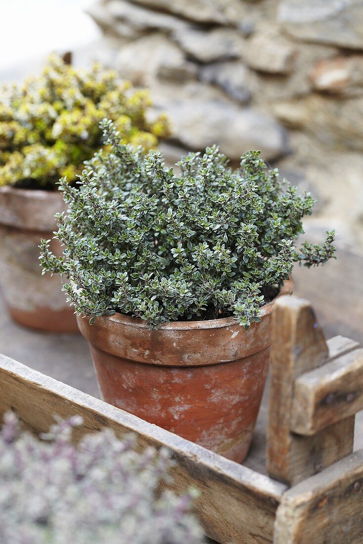 Lemon thyme 'silver queen' in a flowerpot