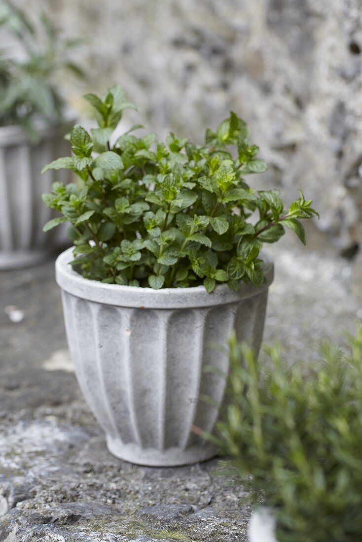 Mint in a terracotta pot