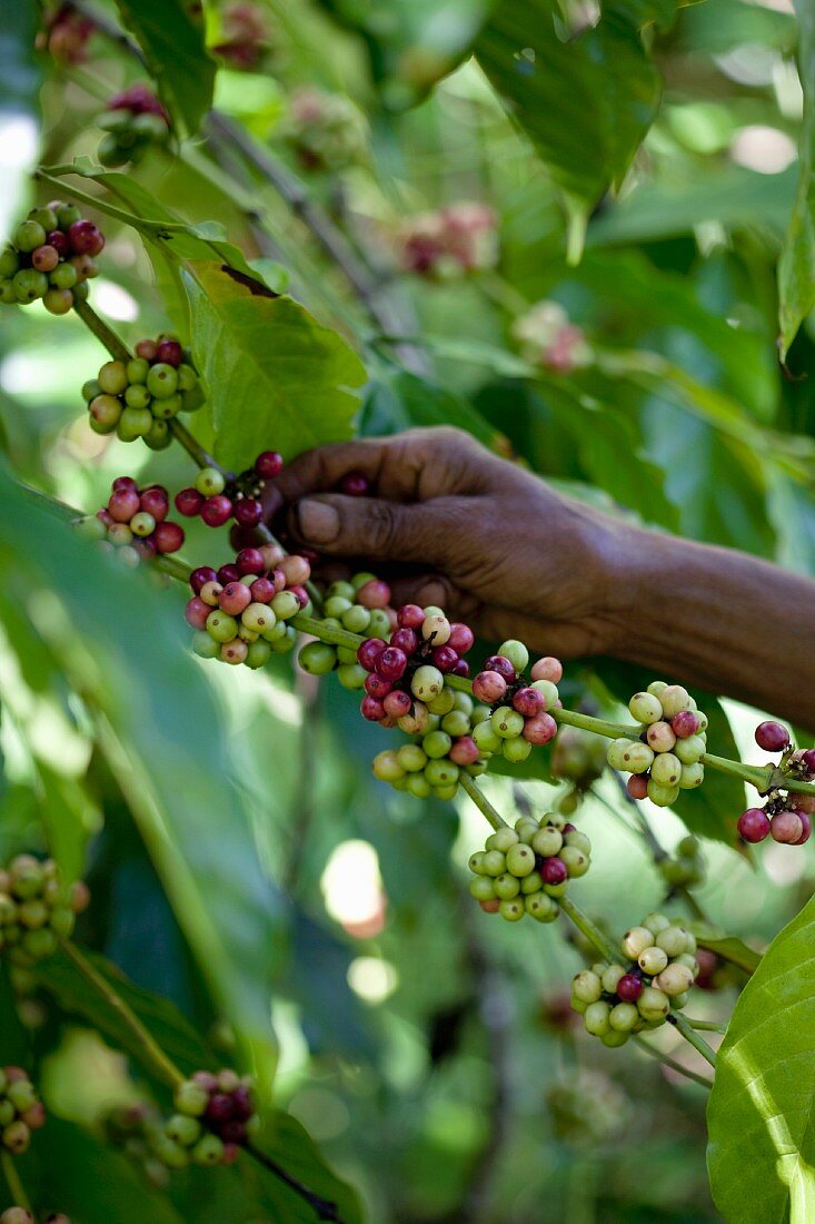 A hand picking coffee beans from a bush (Sri Lanka)