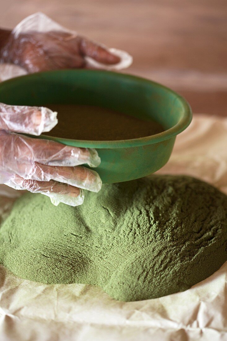 Stevia powder being sieved