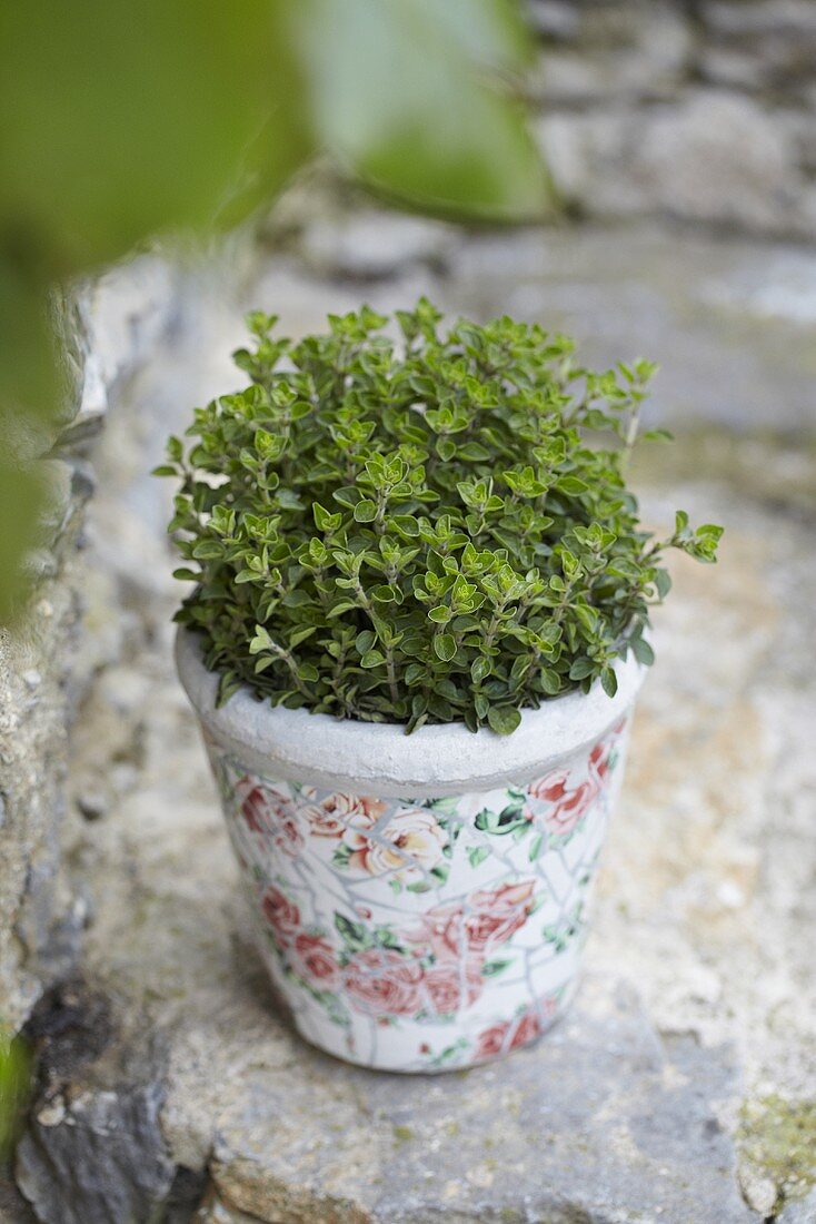 Oregano in a flowerpot