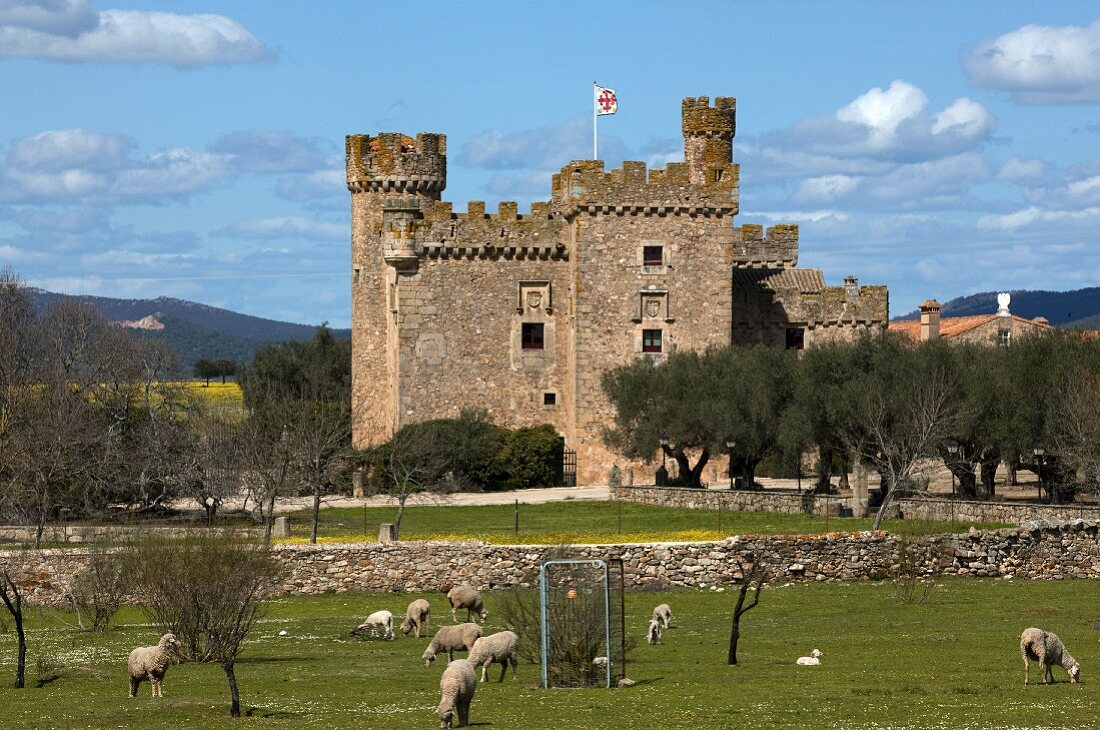 Schafe weiden vor einem Schloss in Consuegra (La Mancha, Spanien)