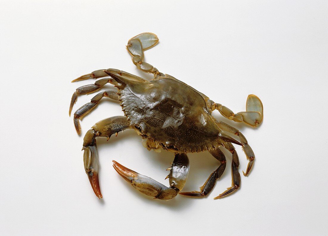 Lebende Blaukrabbe (englisch: Soft Shell Crab)