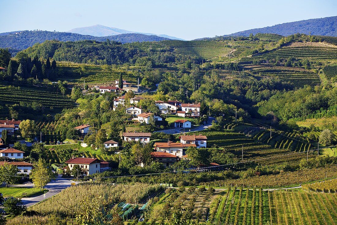 Weinlandschaft bei Dobrovo, Slowenien