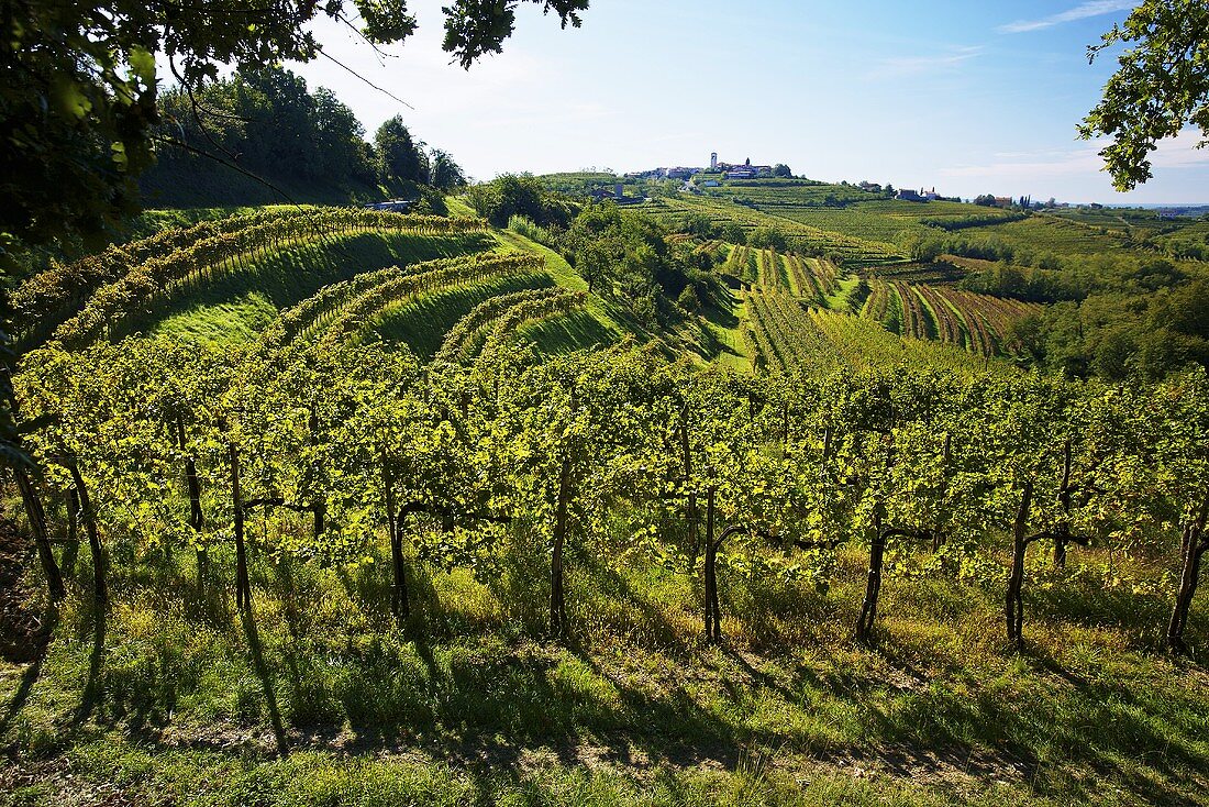 A vineyard near Dobrovo, Slovenia