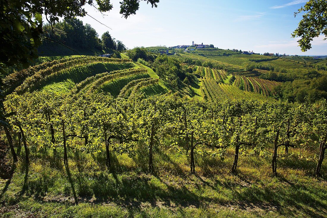 Weinanbaugebiet bei Dobrovo, Slowenien