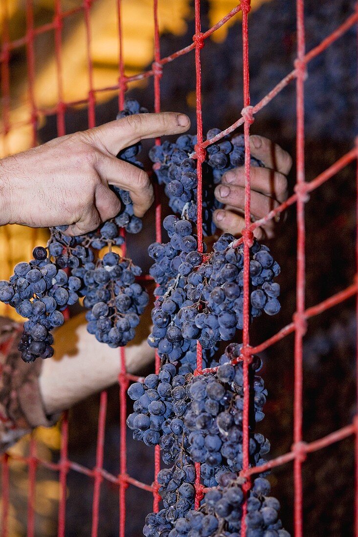 Blaue Trauben beim Trocknen für die Amarone-Produktion (Weinkellerei Monte dei ragni)