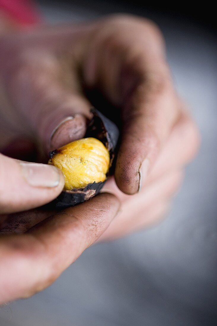 A roast chestnut being peeled