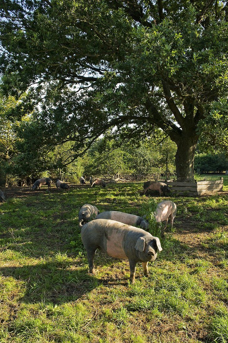 Hällische Landschweine im Freien