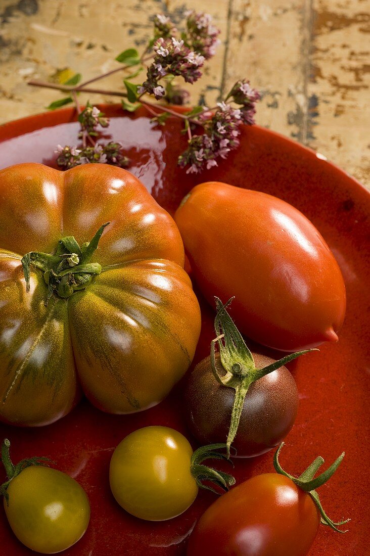 Stillleben mit verschiedenen Tomaten