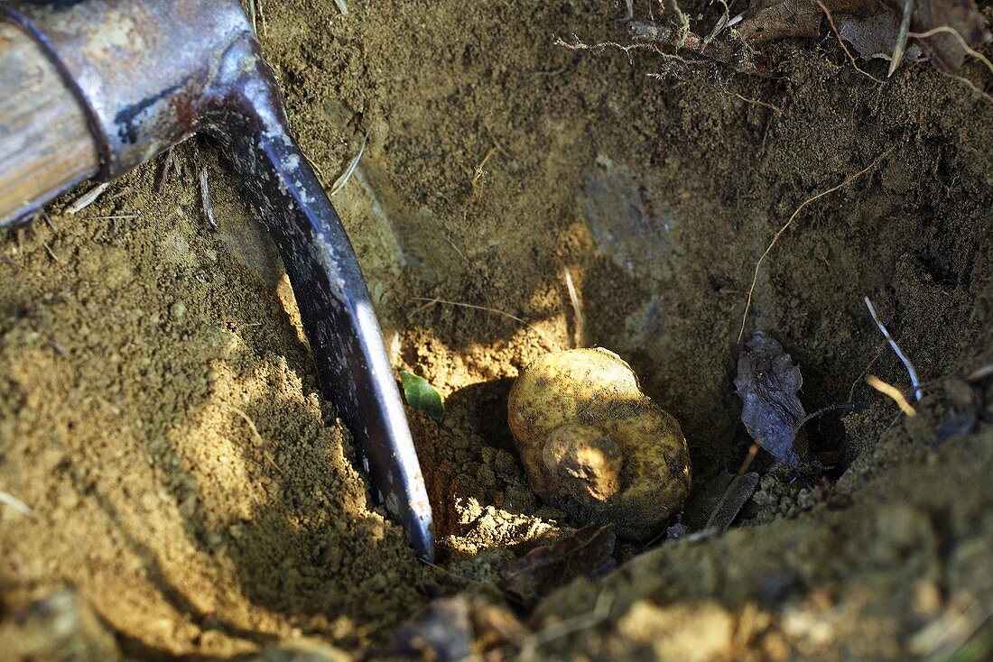 weiße Albatrüffel wird in einem Wald bei Alba ausgegraben