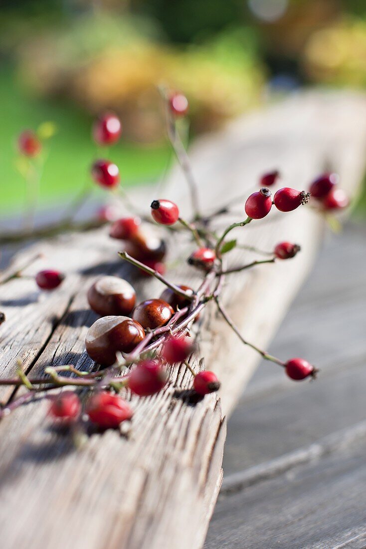 Rose hips and chestnuts on a wooden board in the open air