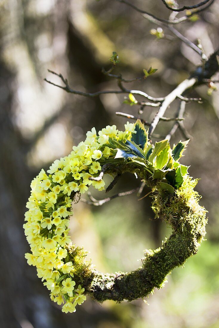 Kranz aus Schlüsselblumen, Ilex und Moos auf Ast im Freien