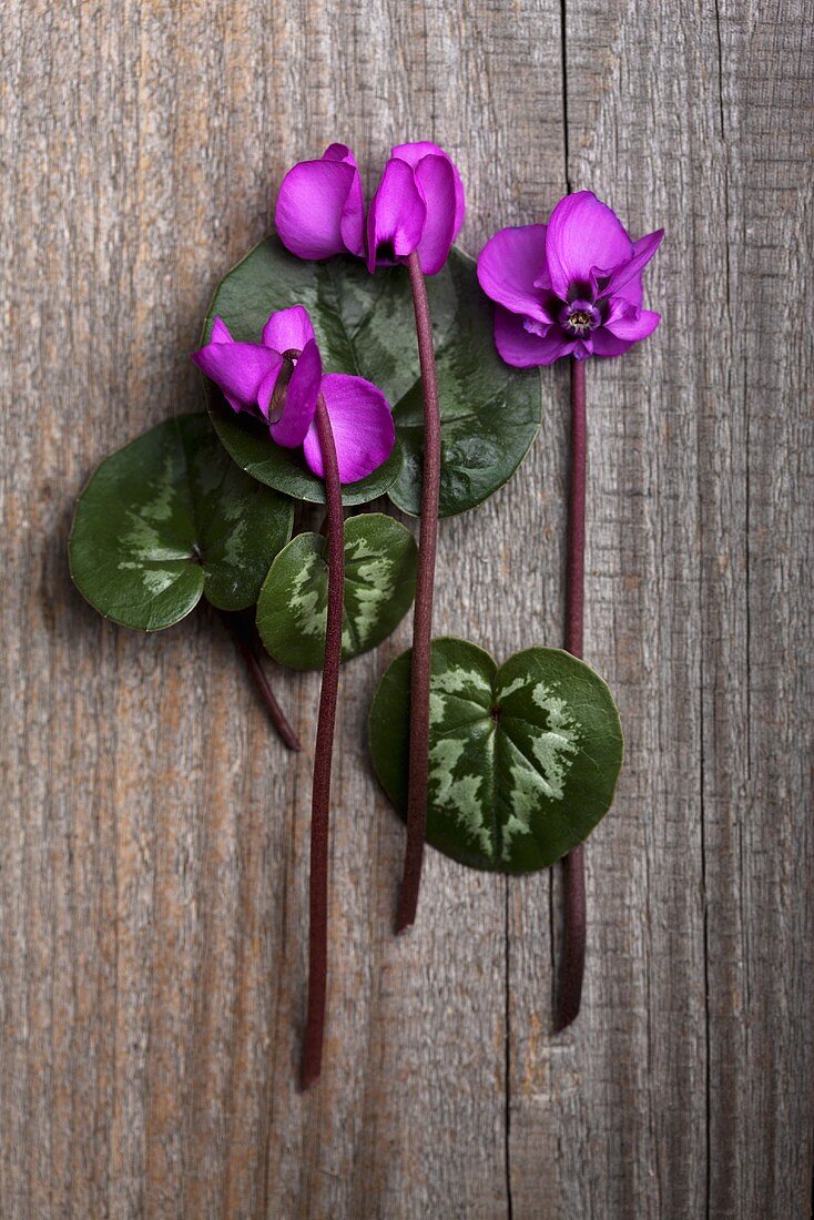 Violets (cyclamen coum) on a wooden surface