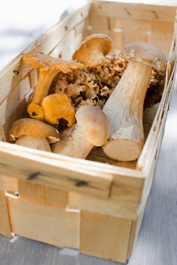Various fresh wild mushrooms (porcini mushrooms, chanterelle mushrooms, cauliflower mushrooms) in a wooden basket