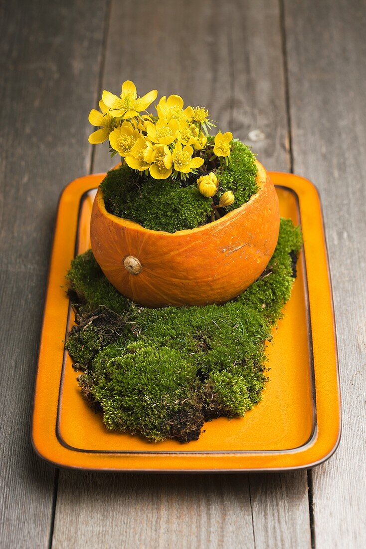 Buttercups (eranthis hyemalis) growing from a small pumpkin surrounded by moss