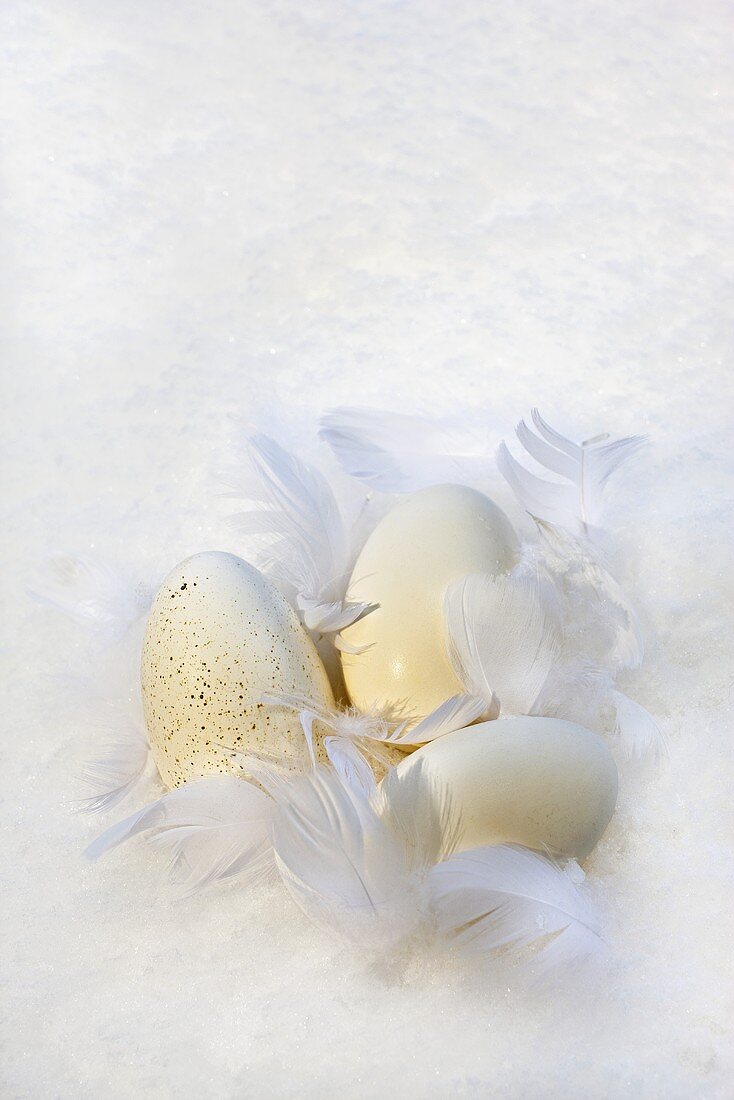 weiße Eier mit weissen Federn im Schnee