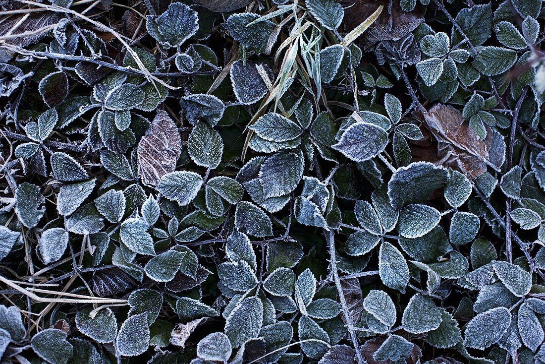 Blackberry leaves covered in soft rime