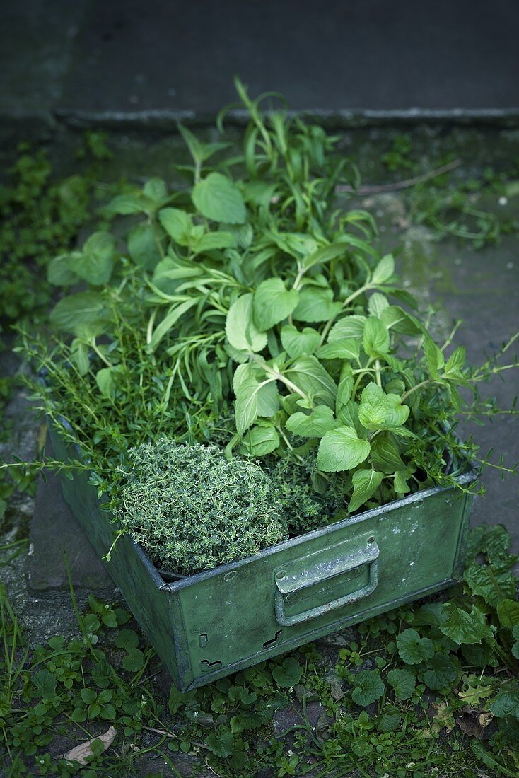 An assortment of fresh herbs in a tin box