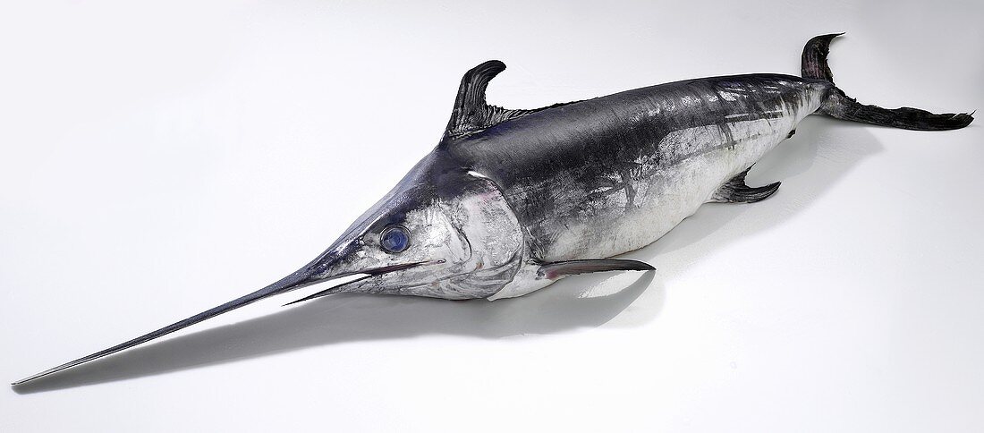 A whole swordfish