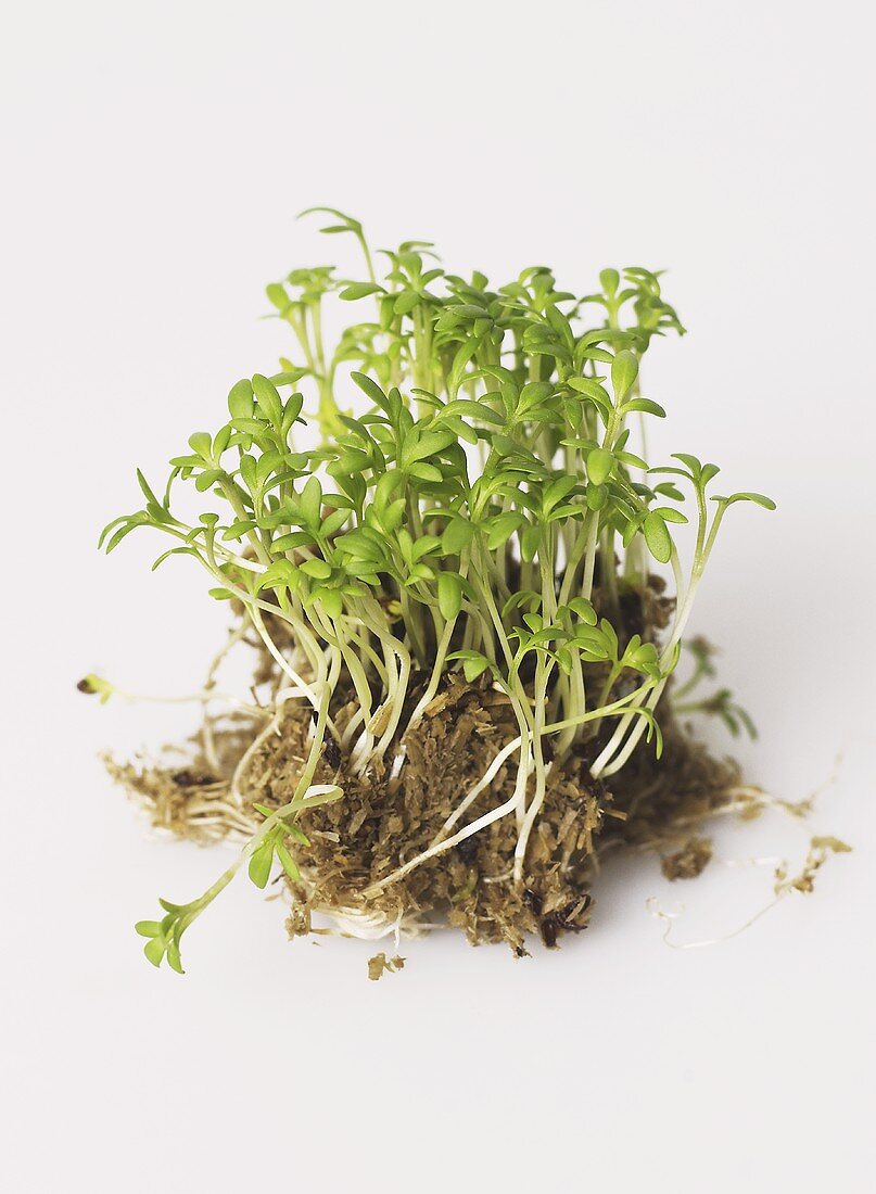 Fresh cress