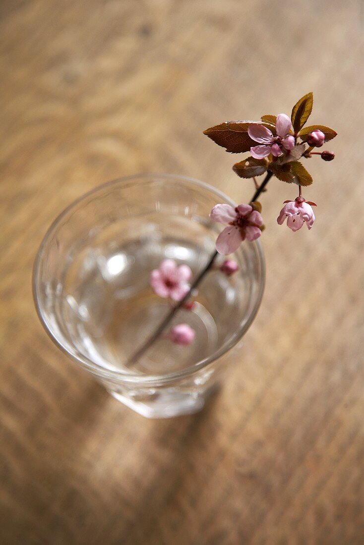 A sprig of flowers in a glass of water