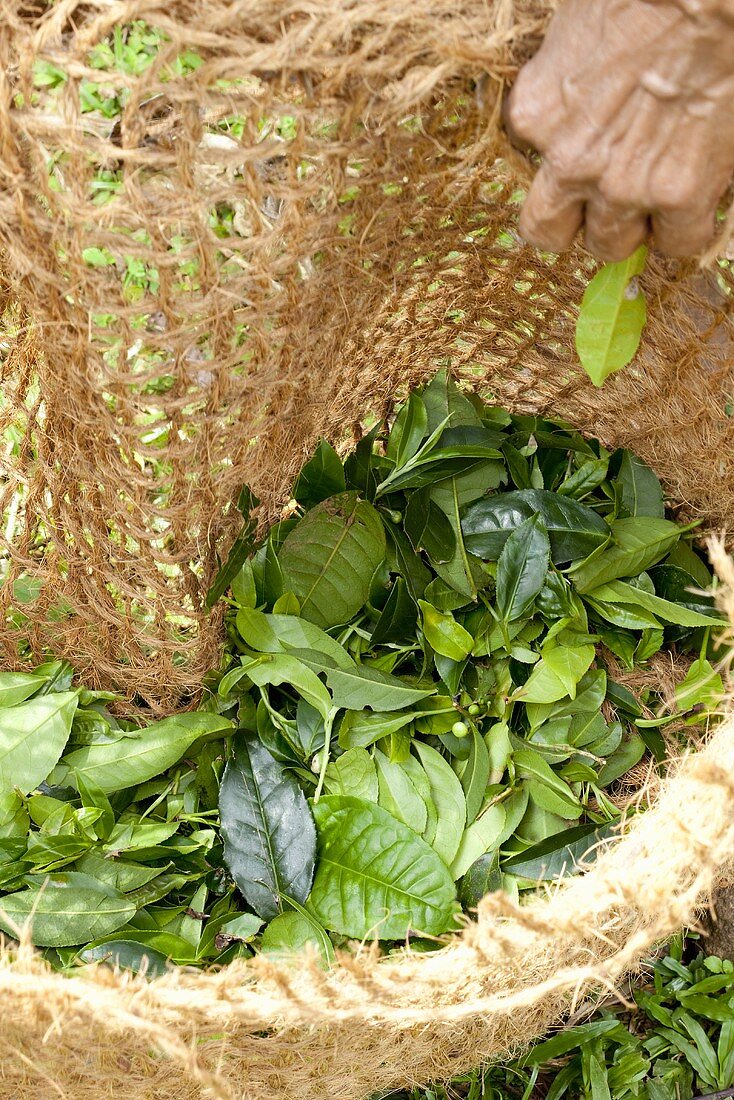 Tea leaves in a basket