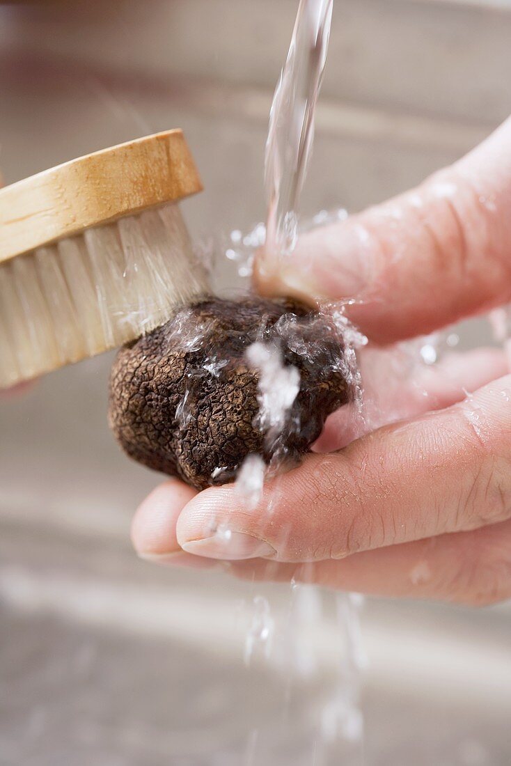 A black truffle being cleaned under running water