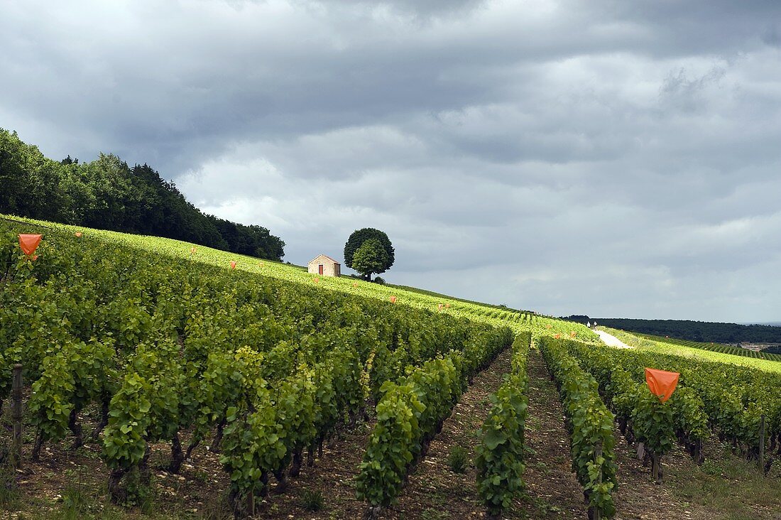 Haus und Baum im Rebberg Clos du Rois, Burgund, Frankreich