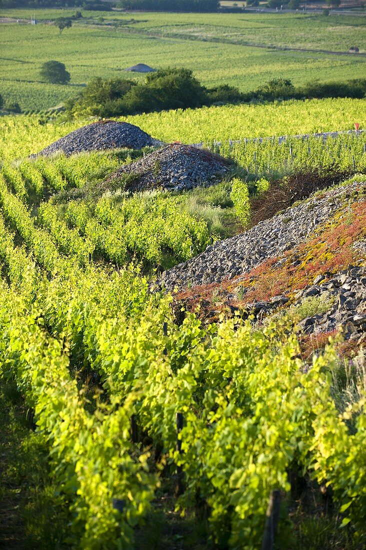 Santenay, Rebberg oberhalb der alten Mühle mit typischen Steinwällen, Burgund, Frankreich