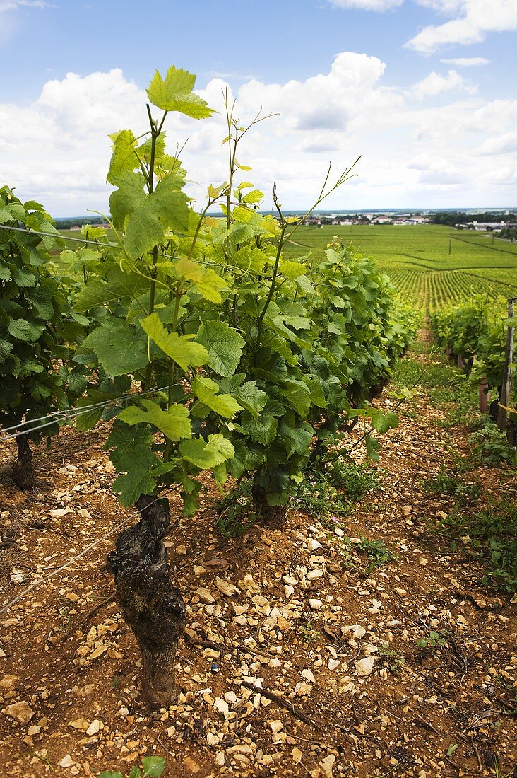 Alte Pinot Noir Rebstöcke, Premier-Cru-Lagen oberhalb Nuits-St-Georges mit steingen rötlichen Böden, Burgund, Frankreich