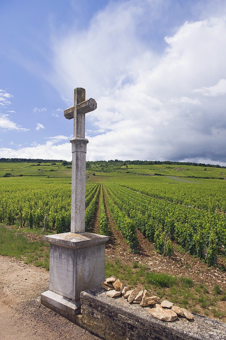 Grand Cru region La Tache in Vosne-Romanée, Burgundy, France