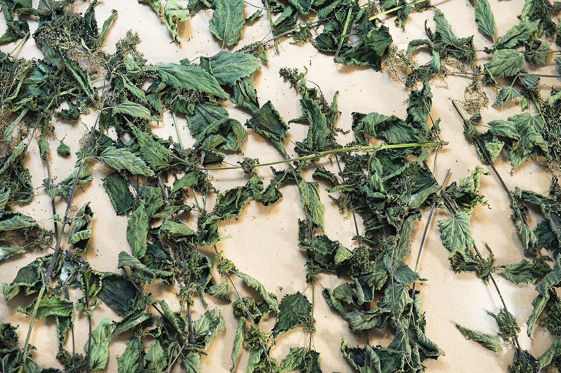 Dried stinging nettles (urtica dioica) bio-dynamic preparation