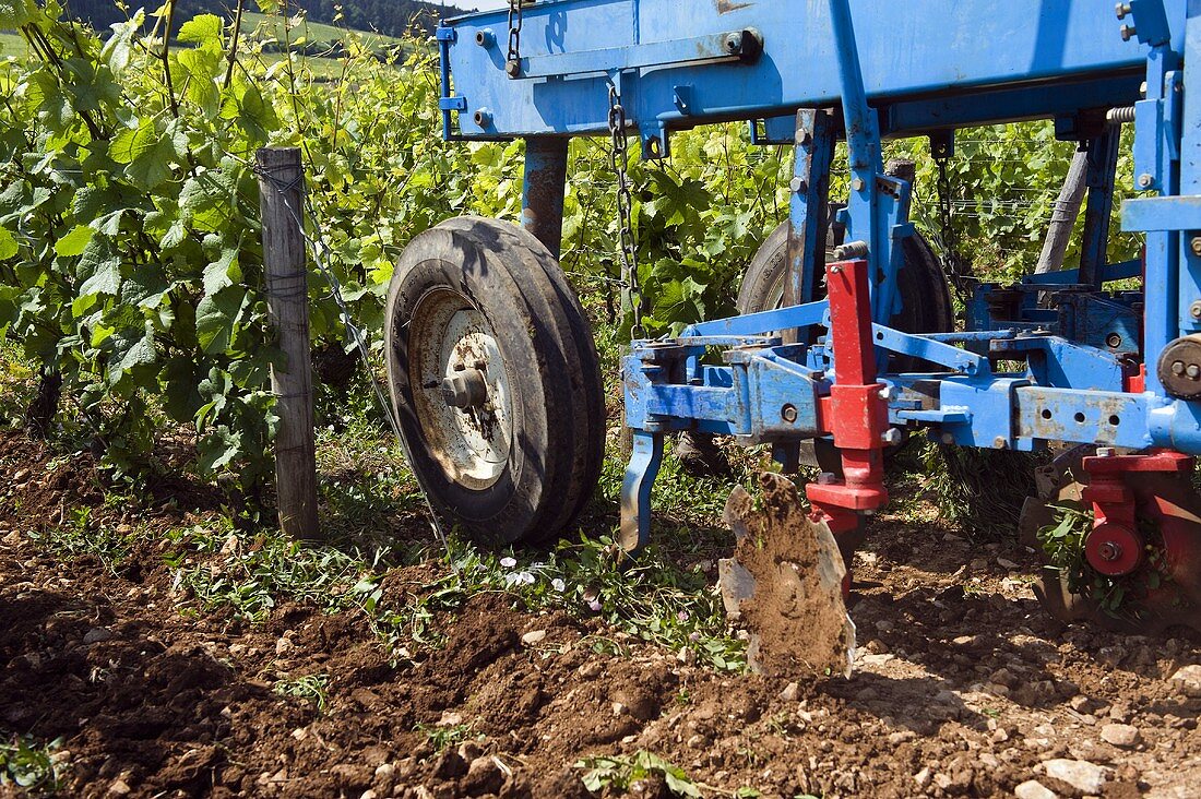 Gentle ground preparation at an organic vineyard