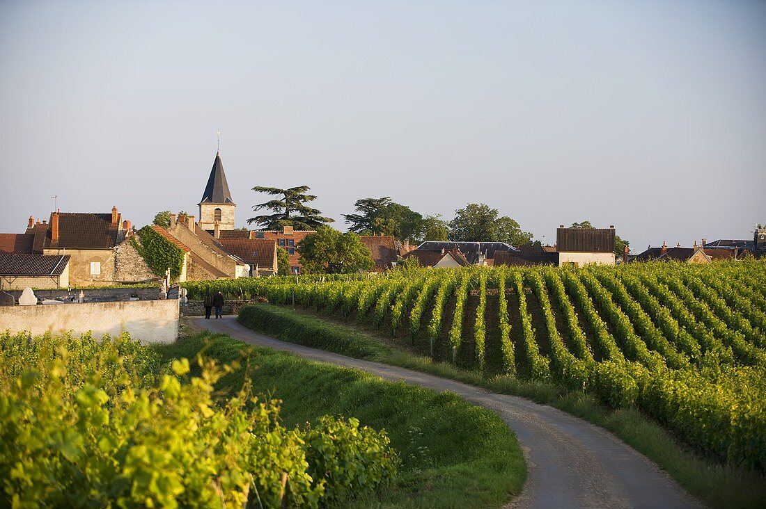 Das kleine Dorf Vosne-Romanée mit den weltberühmten Grand-Cru-Lagen, Burgund, Frankreich