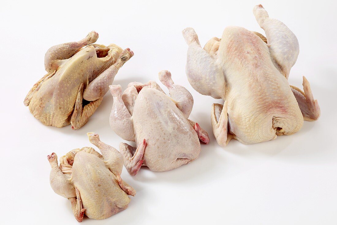 Fresh poultry: soup chicken, chicken, spring chicken, guinea fowl