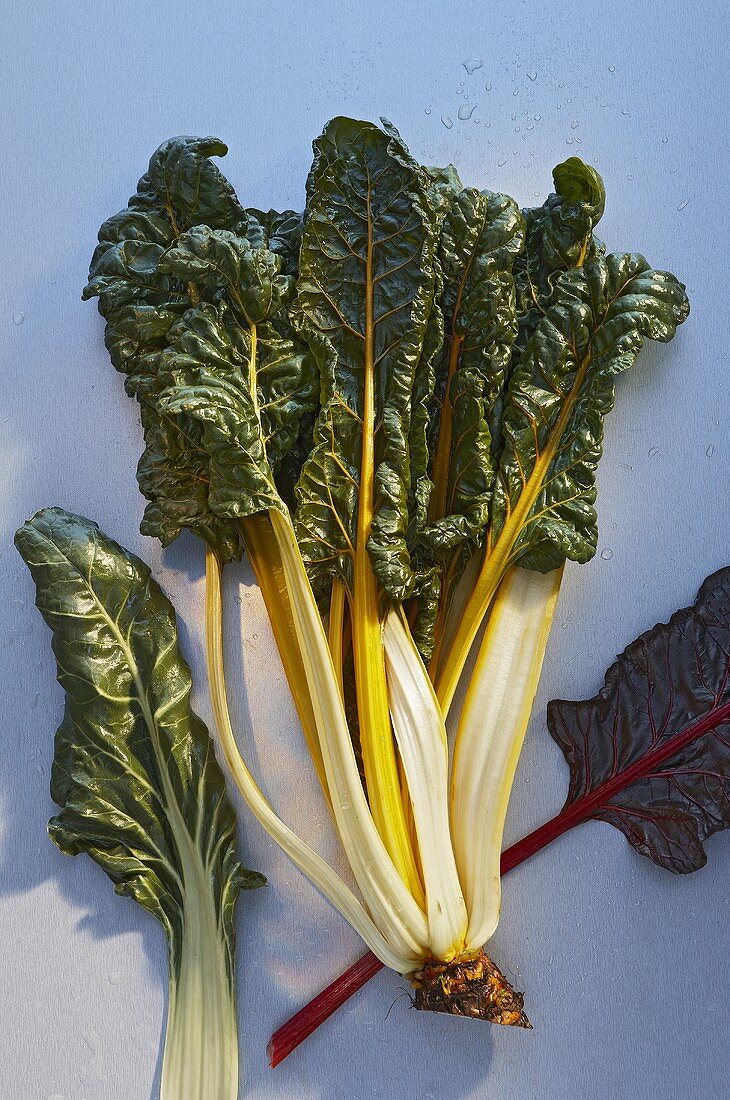 Yellow-stemmed Swiss chard