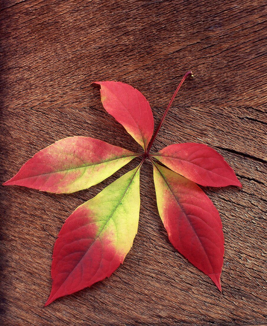 Ahornblatt mit Herbstverfärbung
