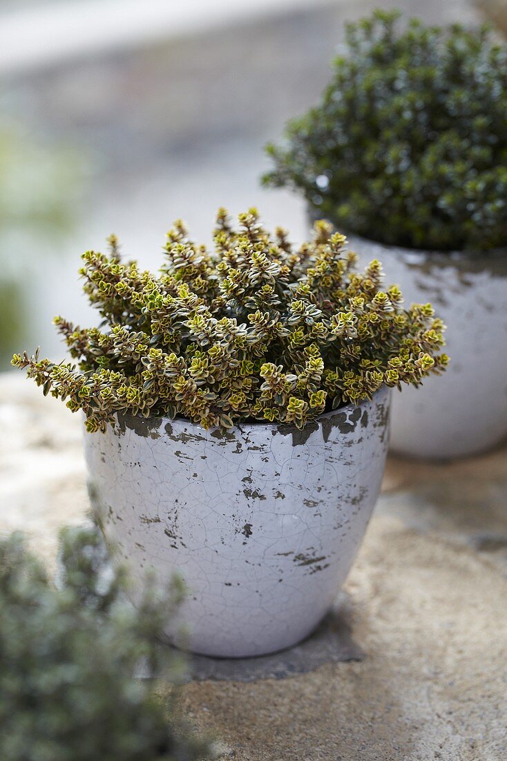 Thyme 'Silver Queen' (Thymus citriodorus) in an herb pot