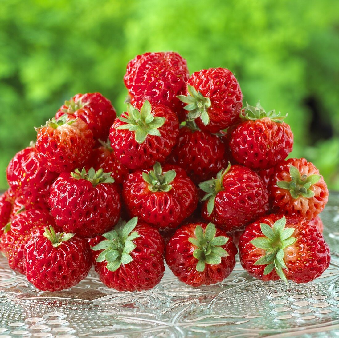 Lots of 'Framberry' strawberries (Fragaria x ananassa)