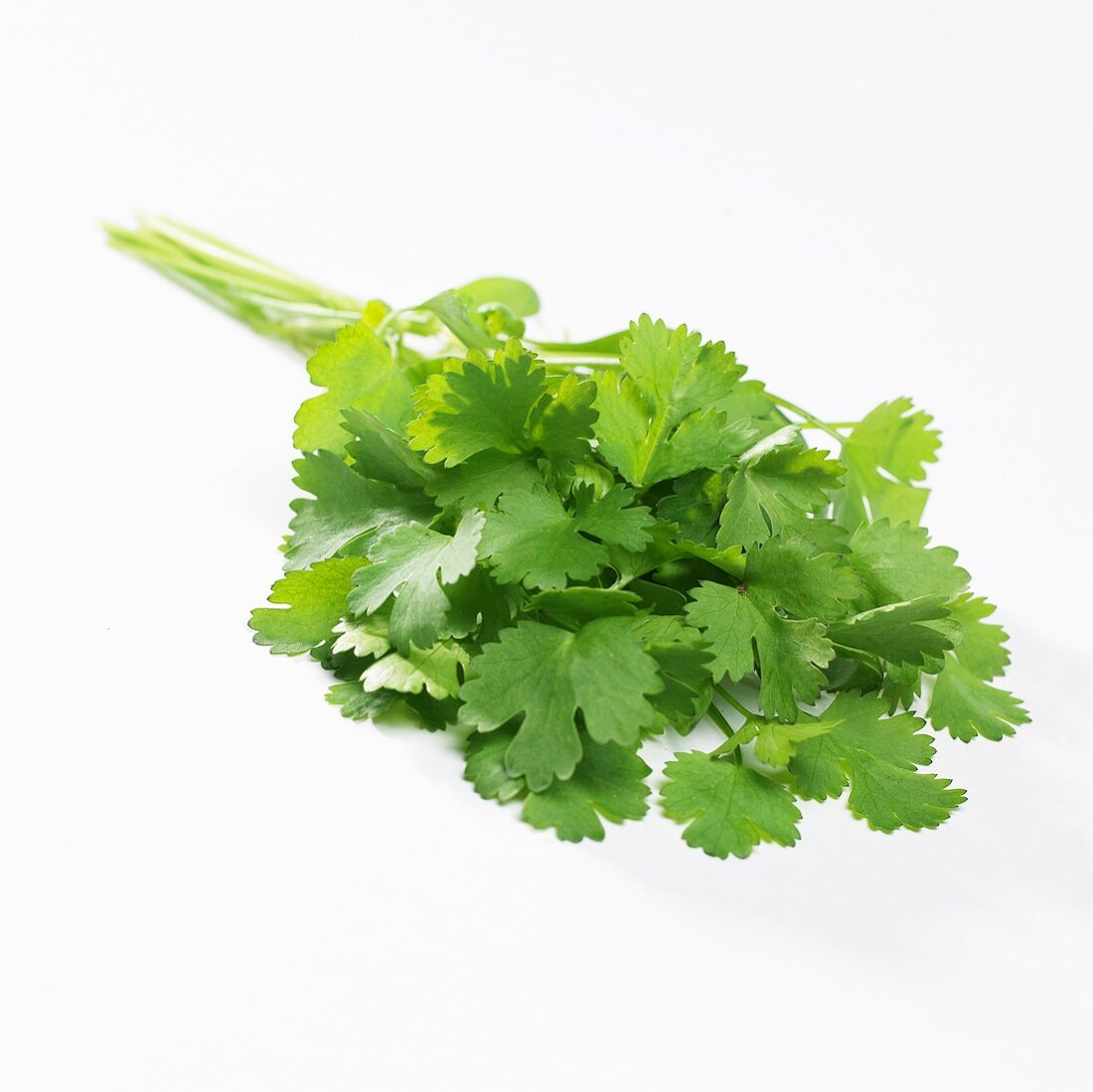 Coriander