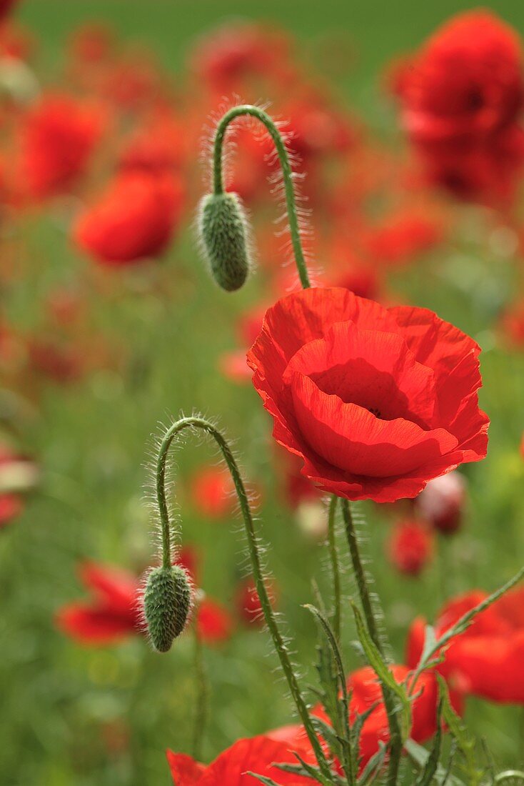 Rote Mohnblumen