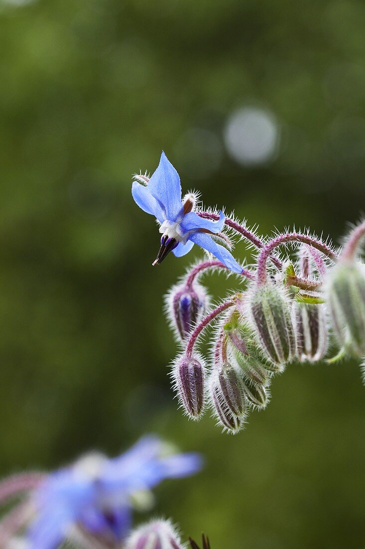 Borretschblüte