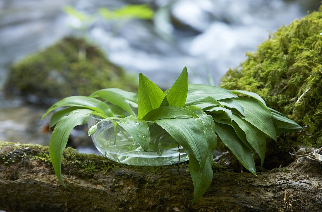 Fresh wild garlic in a dish with water