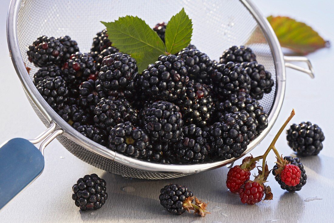 Blackberries in a sieve