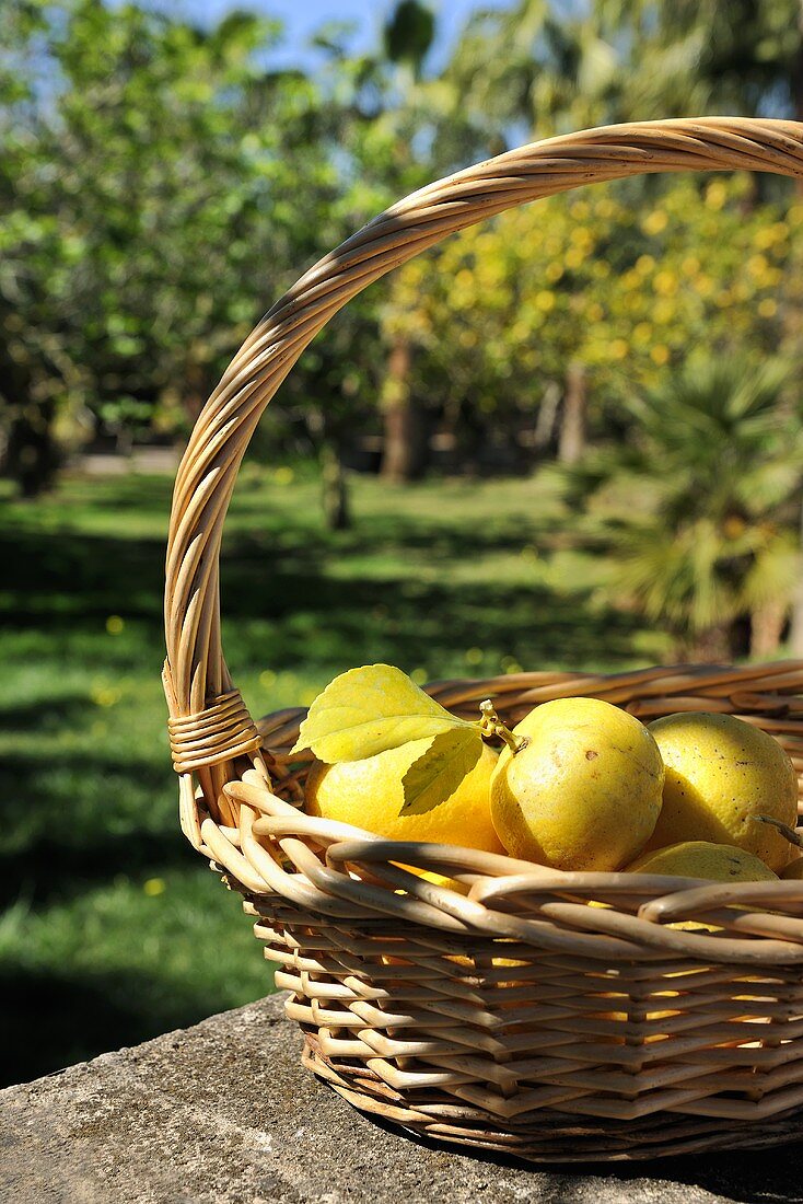 A basket of freshly picked lemons