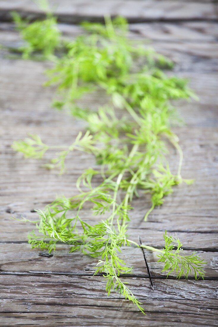 Fresh dill on a wood background