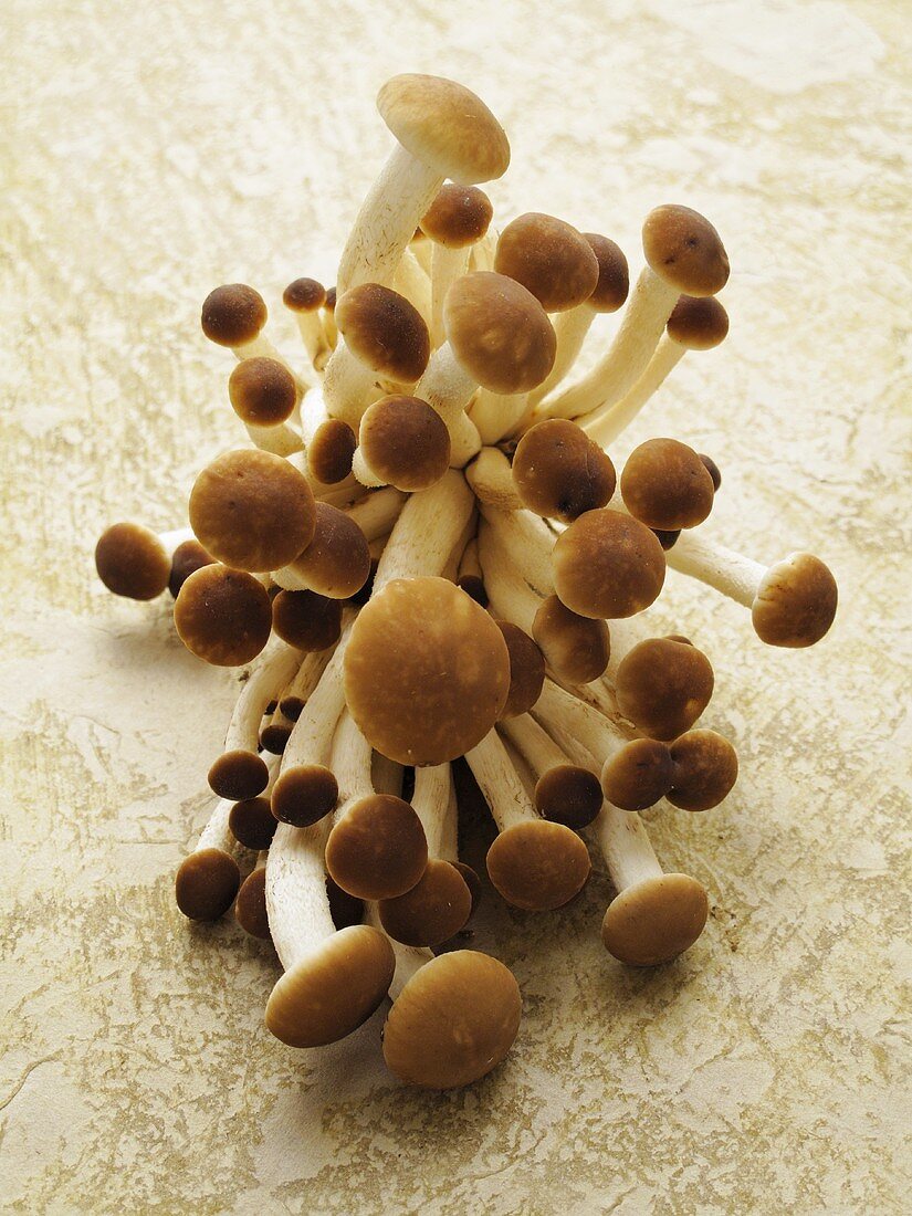 Velvet mushrooms