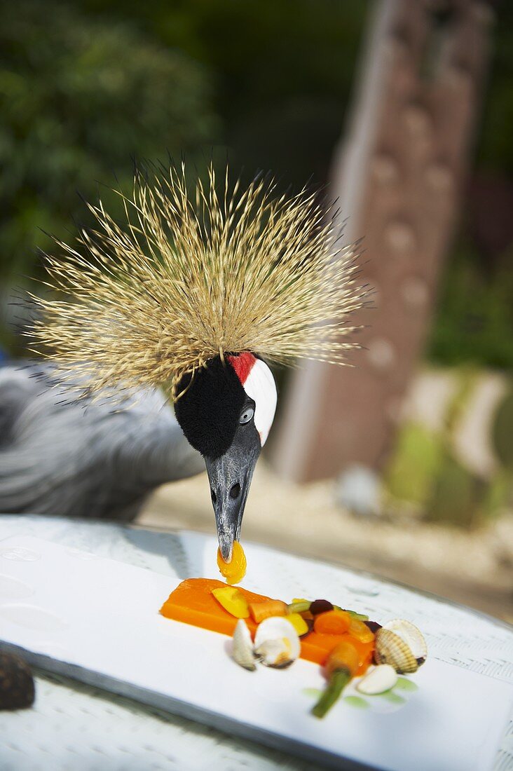 Möhren auf Orangengelee (mit Vogel)